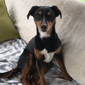 Meet your Posher, Allison